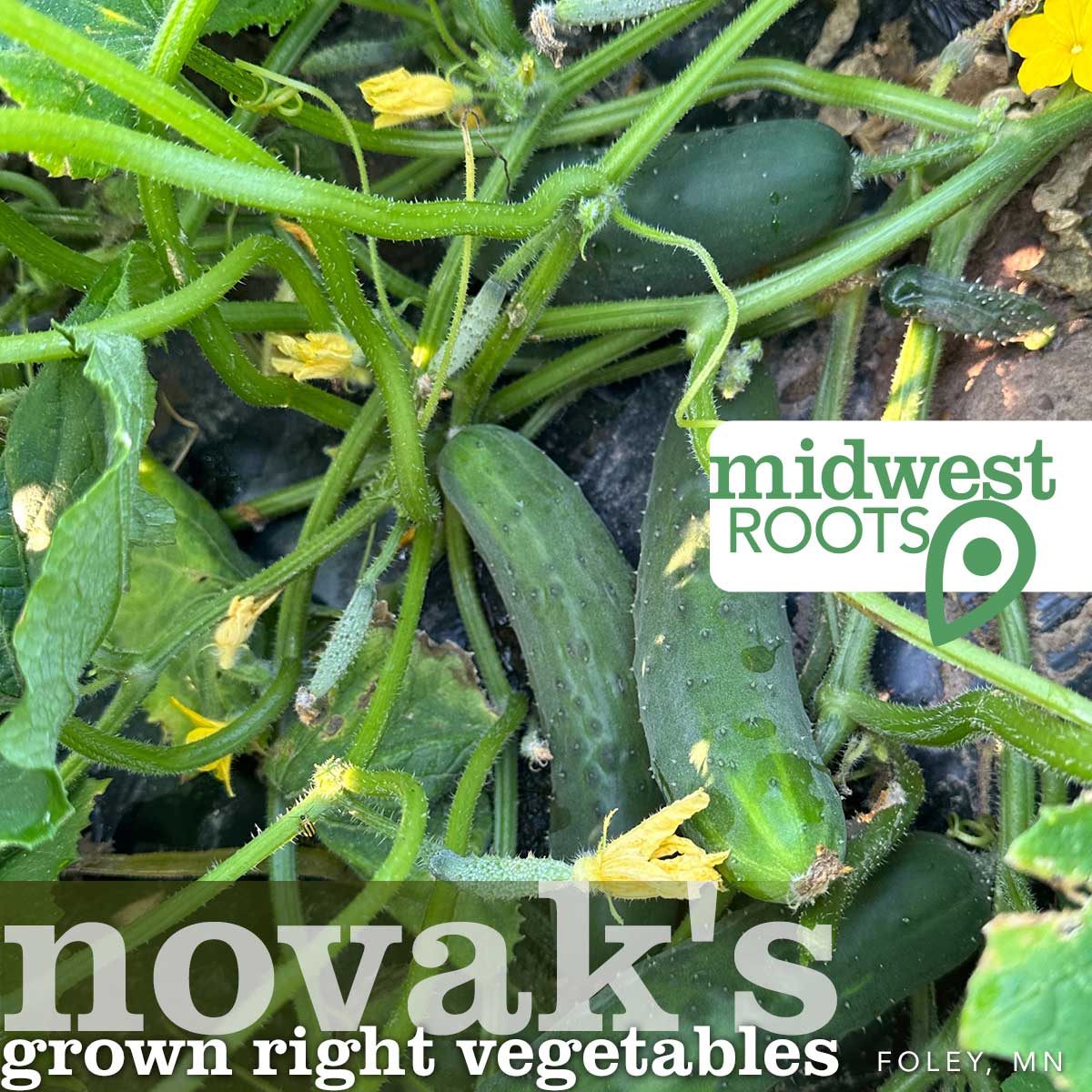 Novak's Grown Right Vegetables